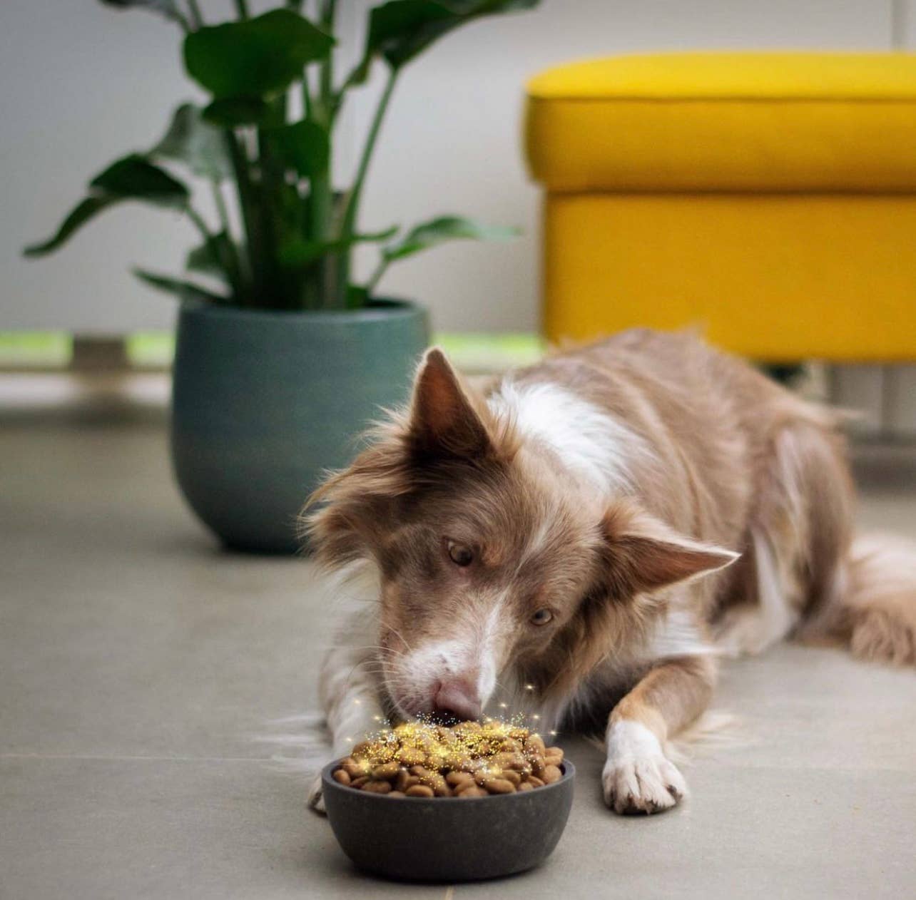 Beef, Chicken, Lamb & Salmon Food topper for dogs and cats